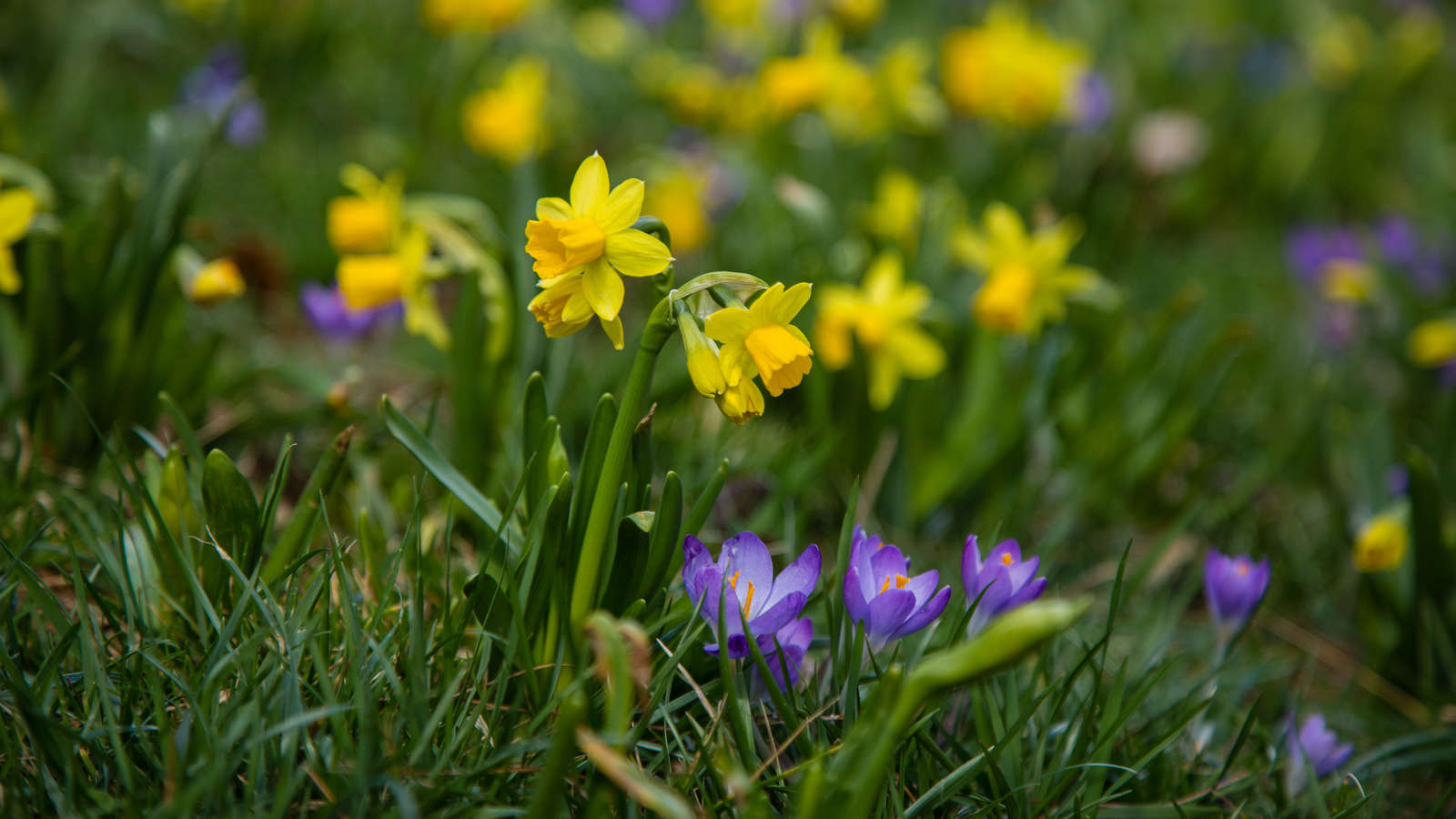 Spring — a Time to Grow Your Business?